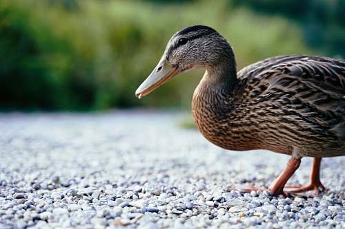 animal mallard duick duck