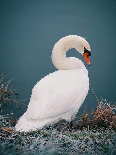 animal mute swan near body of water swan