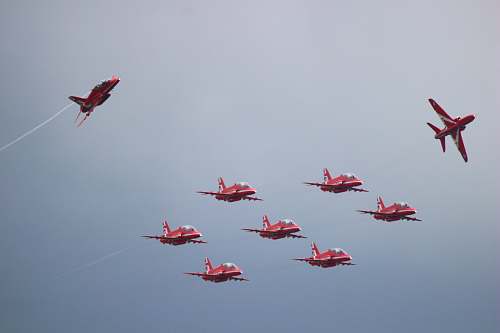 animal nine red airplanes at flight flying