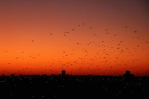 animal photography of birds flew during nightime flock