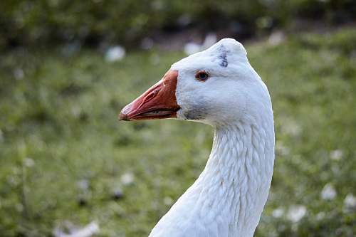 animal photography of white duck goose