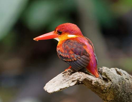animal red bird bee eater