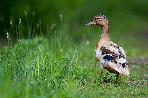 animal selective focus photo of brown and black duck near grass fields duck
