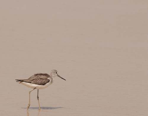 animal selective focus photography of bird water