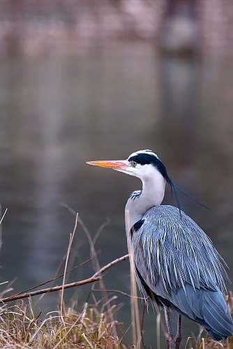 animal selective focus photography of bird near body of water waterfowl