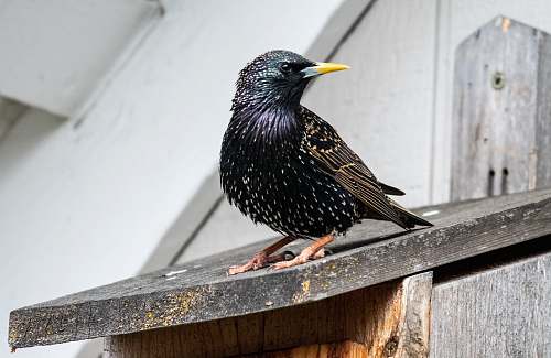 animal selective focus photography of black bird beak