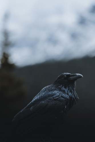 animal selective focus photography of black crow crow