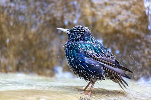 animal selective focus photography of blue and white bird beak