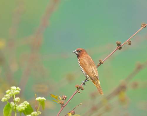 animal selective focus photography of brown bird perched on plant stalk anthus