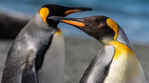 penguin selective focus photography of penguin king penguin