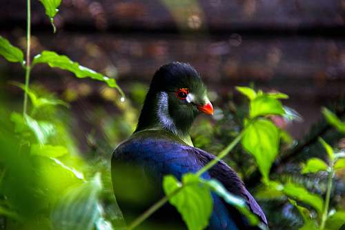 animal selective focus photography of red-beaked gray bird plant