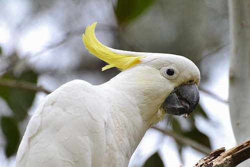 animal shallow focus photo of white and yellow cockatiel australia