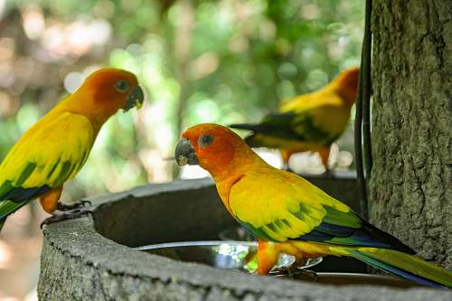 animal shallow focus photography of three yellow-and-green birds parrot