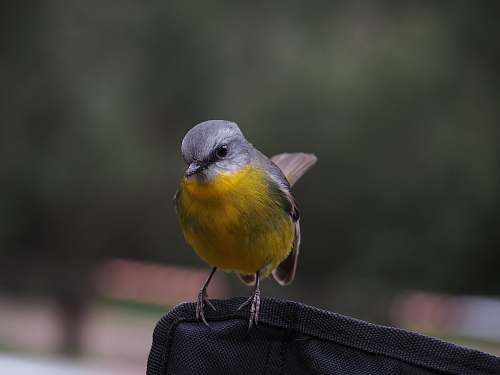 animal short-beaked gray and yellow bird chirping on black textile yellow