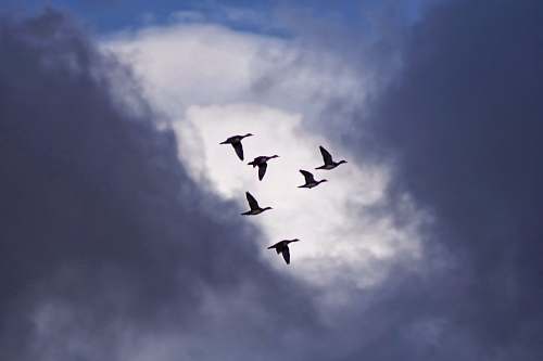 animal six flying birds under white clouds at daytime flying