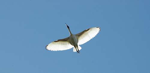 animal soaring white bird waterfowl