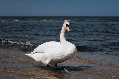 animal swan on seashore grey