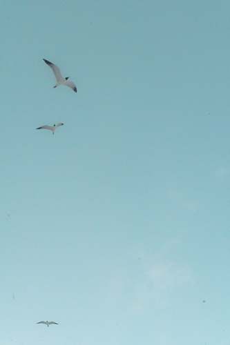 animal three birds lying on the sky grey