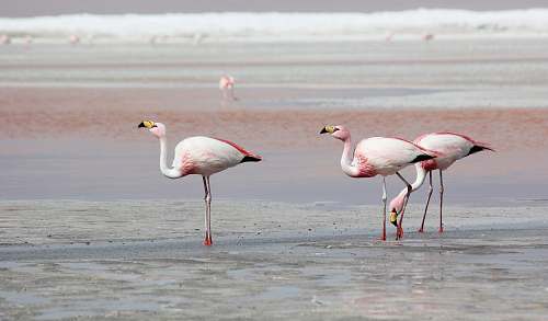 animal three flamingos flock