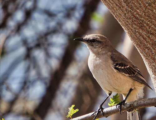 animal tilt shift focus photography of gray bird perched on tree during daytime anthus