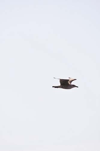 animal time-lapse photography of a bird in flight flying