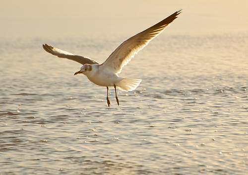 animal time-lapse photography of a flying seagull seagull