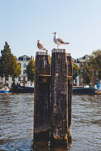 animal two birds sitting on wood posts in water transportation