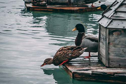 animal two brown and gray geese on brown wooden pet house on body of water during daytime duck