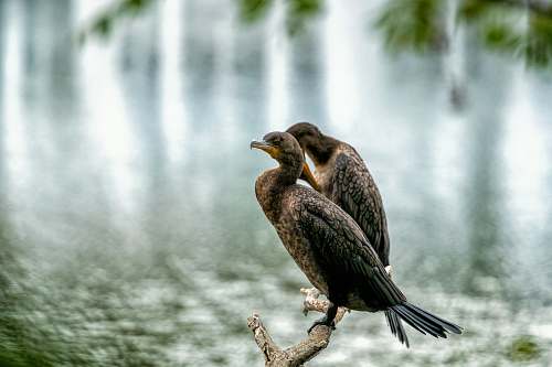 animal two brown birds on tree waterfowl
