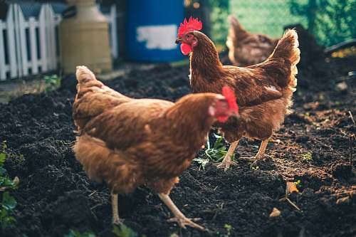 poultry two brown chickens fowl