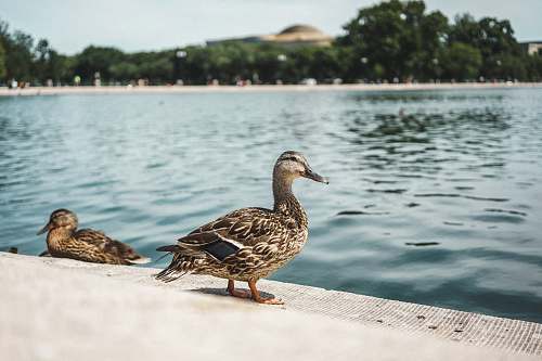 animal two brown ducks near body of water water