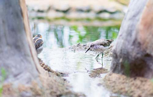 animal two gray birds water