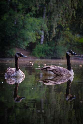 animal two gray ducks on calm water saaler mühle