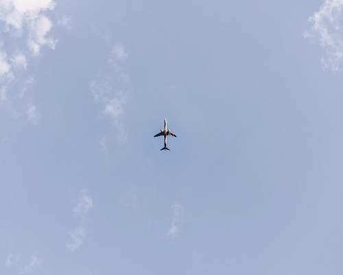 animal whit airplane midair flying