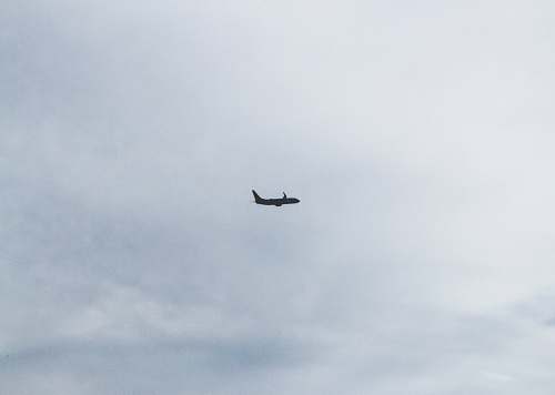 animal white air liner photograph flying
