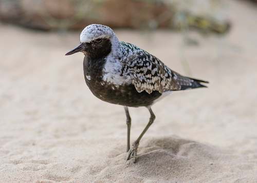animal white and black bird beak