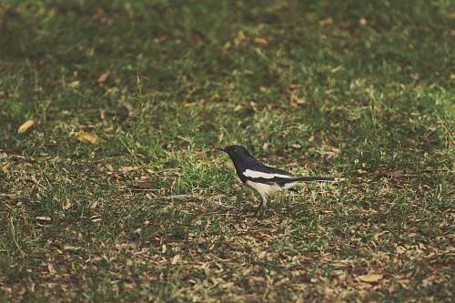animal white and black bird on green grass during daytime ground