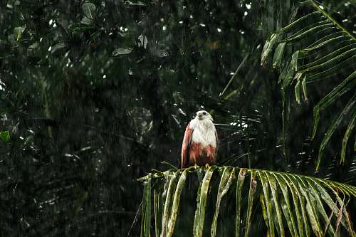 animal white and brown bird accipiter