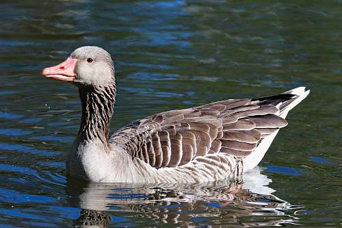 animal white and brown duck goose