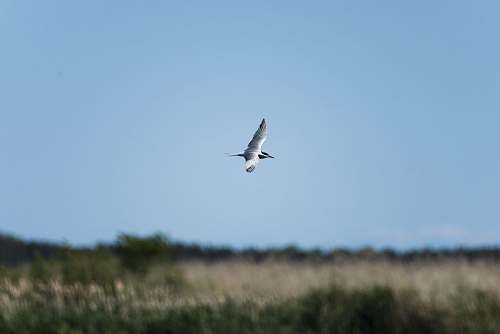 animal white and gray bird flying