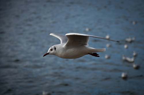 animal white and gray bird flying on mid air during daytime flying