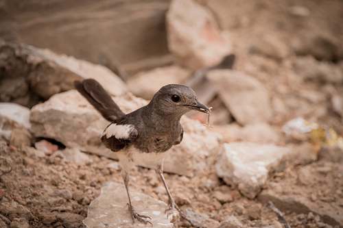 animal white and gray bird on stone india