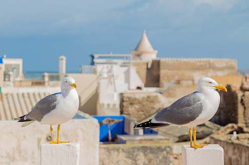 animal white-and-grey birds on white surface during daytime seagull