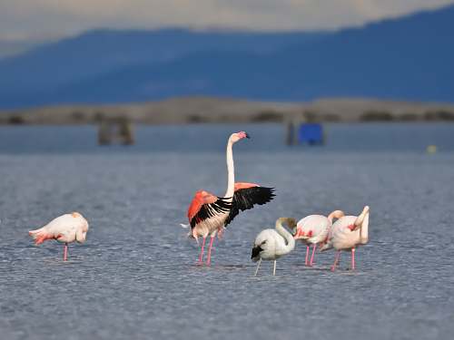 animal white and pink birds during daytime flock