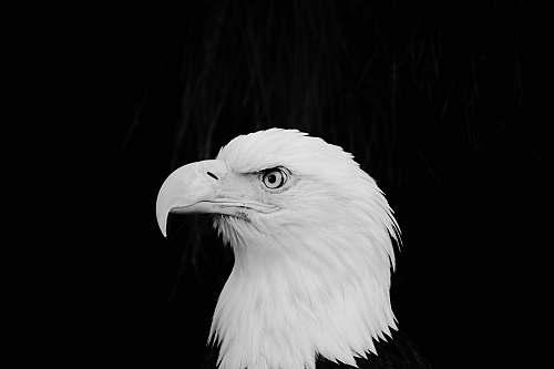 eagle white Bald Eagle black-and-white