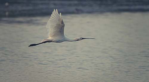 animal white bird grey