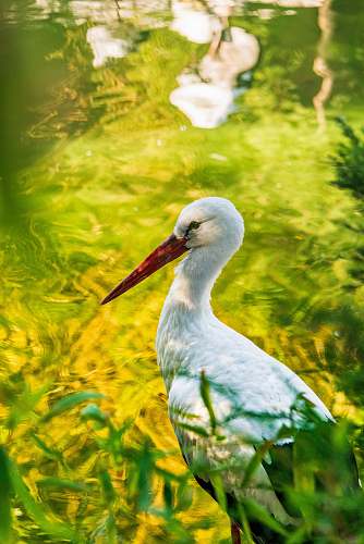 animal white bird close-up photography waterfowl