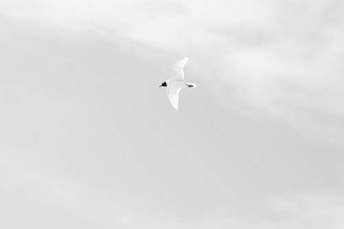 grey white bird flying in the sky black-and-white