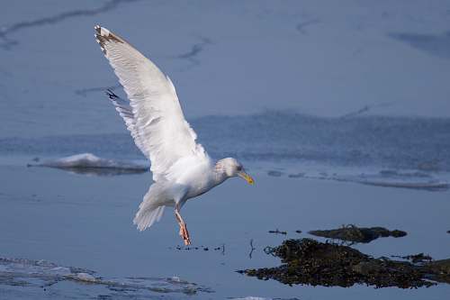 animal white bird flying over sea waterfowl