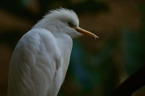 animal white bird in close-up photo waterfowl